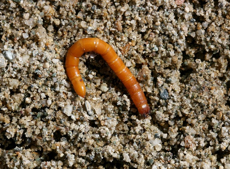 Elateride domestico: Agriotes brevis